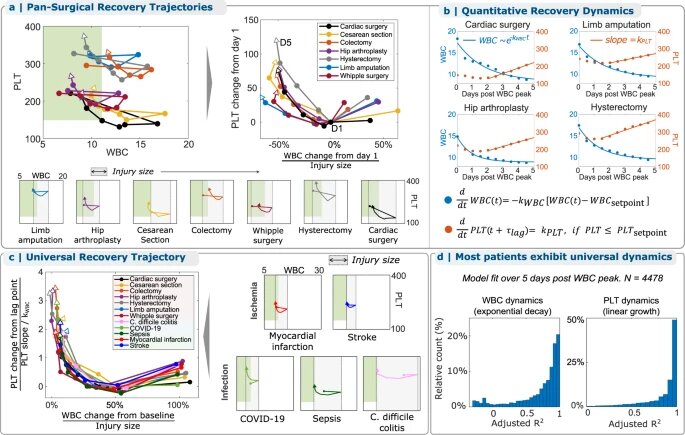 Форма восстановления WBC-PLT сохраняется при различных типах травматических, инфекционных и ишемических воспалительных стимулов и демонстрирует экспоненциальный распад WBC и линейный рост PLT.