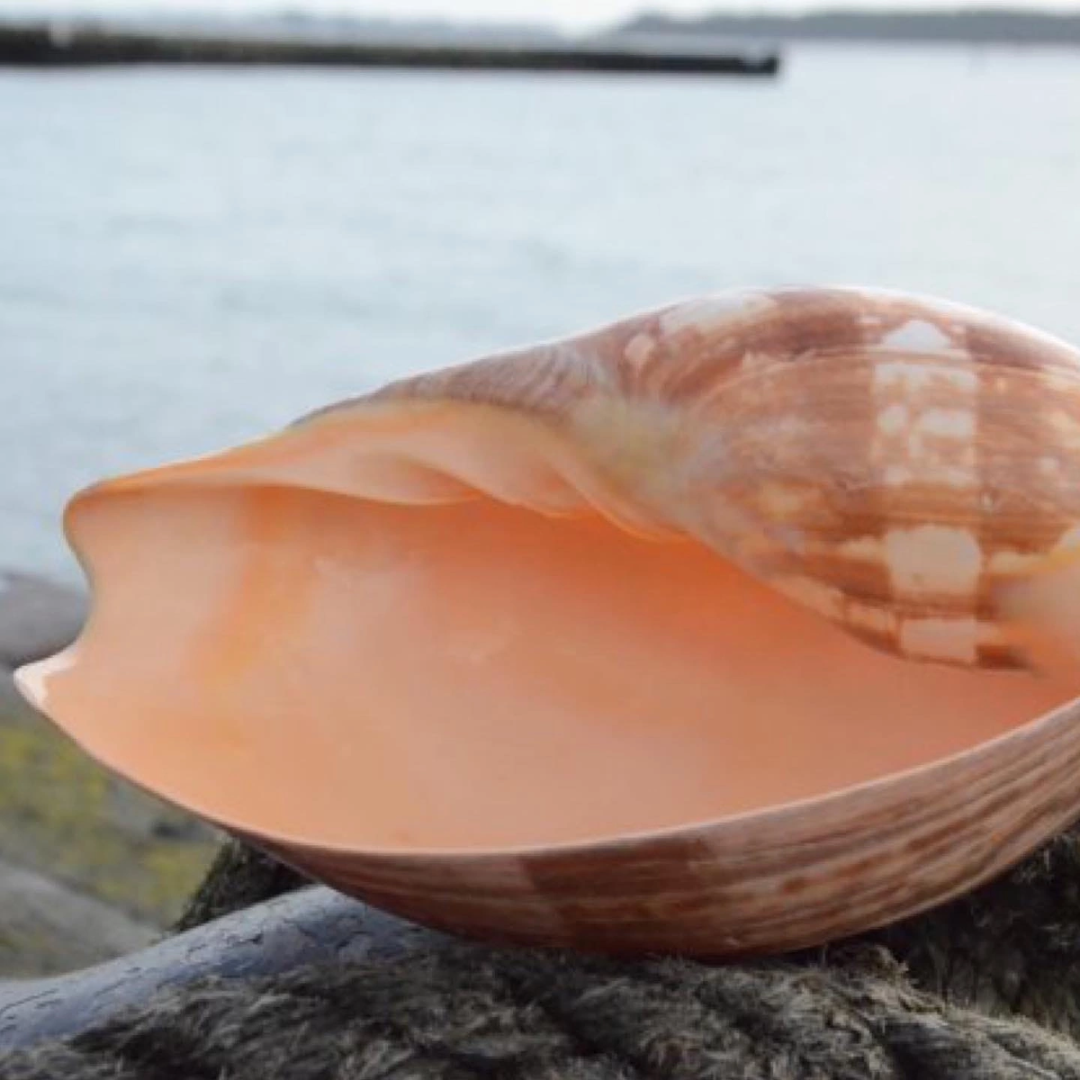 Улитка melo-melo