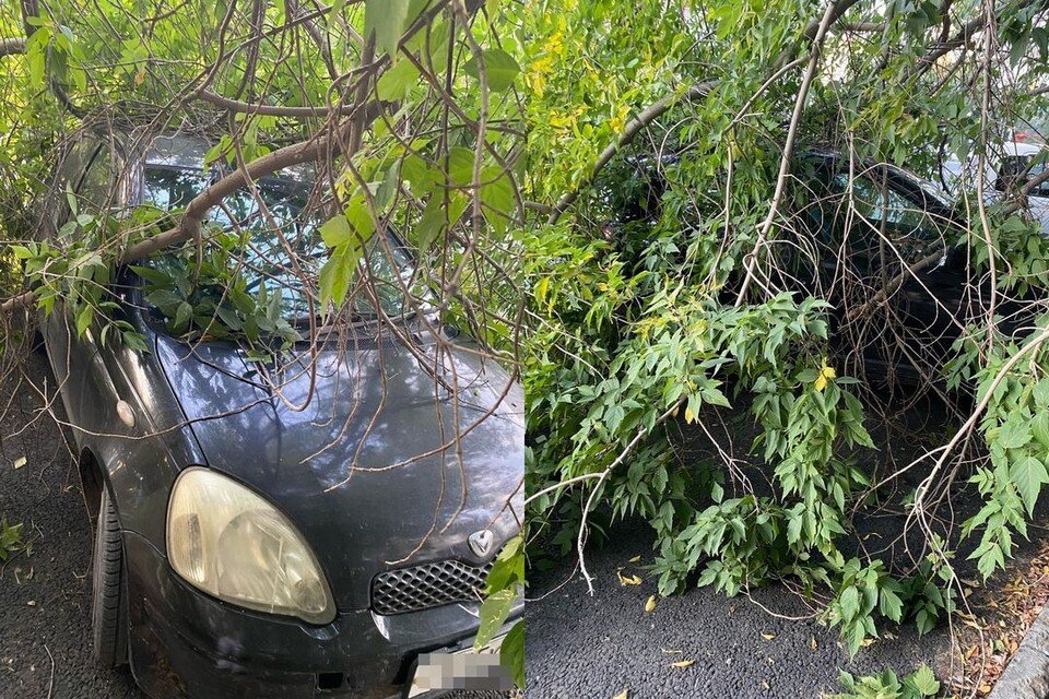     В Новосибирске дерево упало на припаркованный около дома автомобиль. Фото: "АСТ-54"