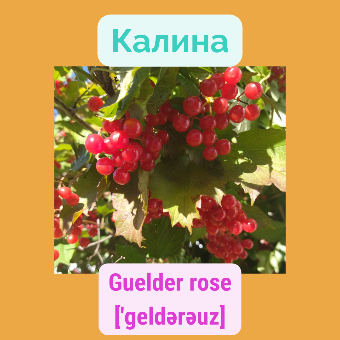 А вы знаете, как по-английски калина? А клюква? А облепиха? | Чашка  английского к завтраку | Дзен