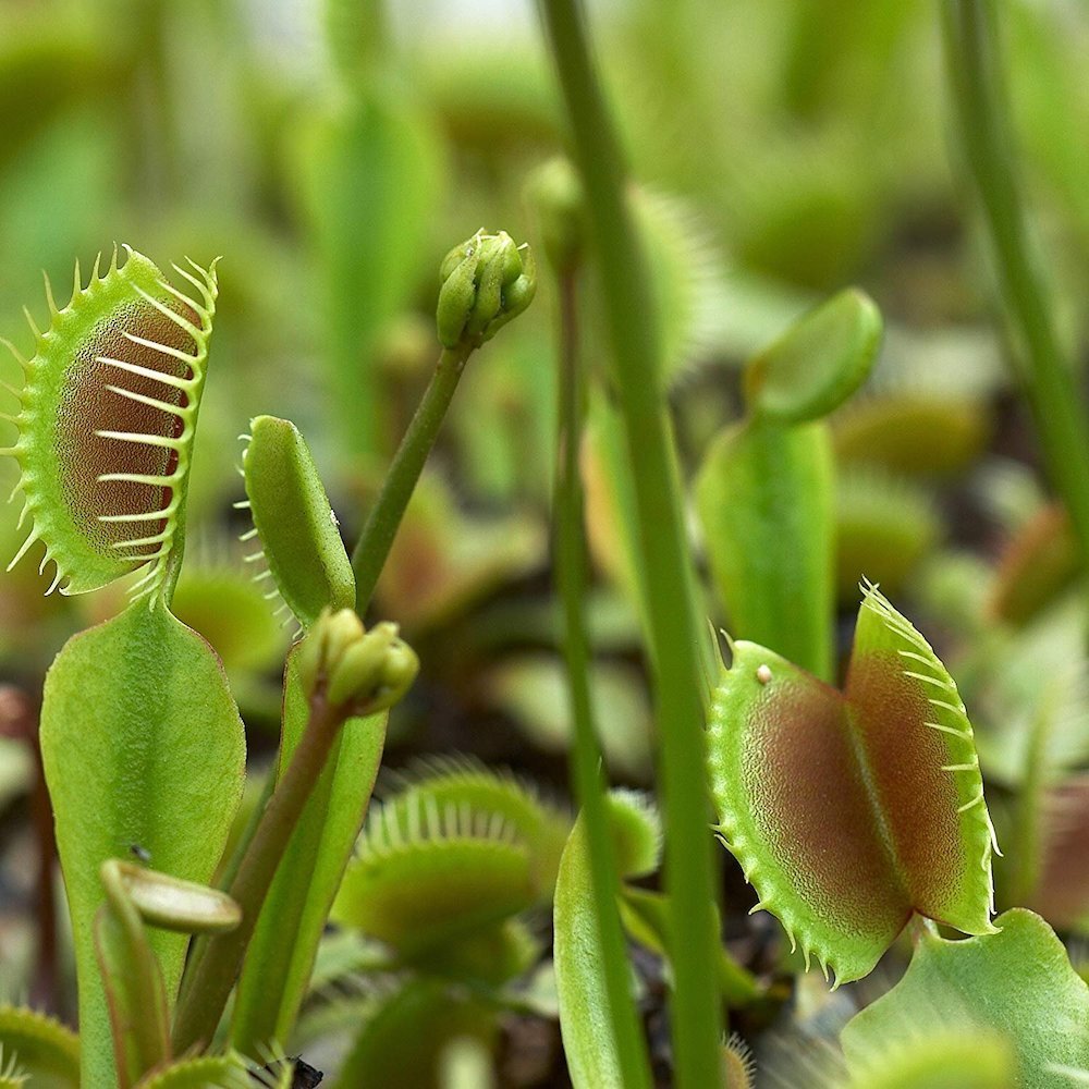 Венерина мухоловка виды. Dionaea muscipula Seeds. Дионея голландский микс. Дионея растение грибок. Venus Flytrap Seeds.