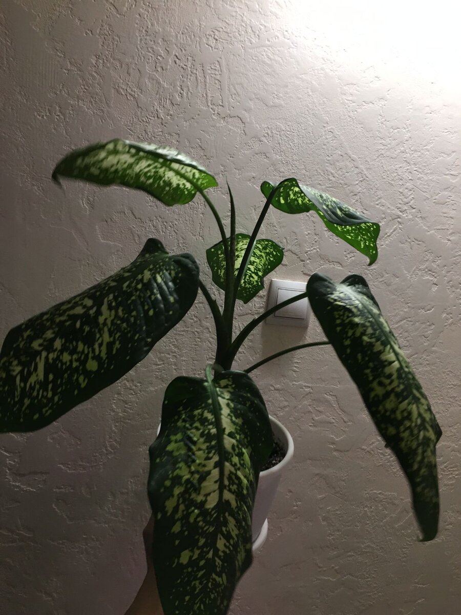 размноженный черенком, результат