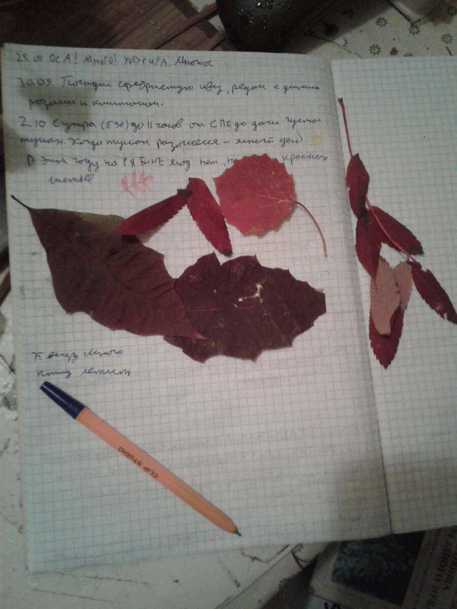 Мой дневник