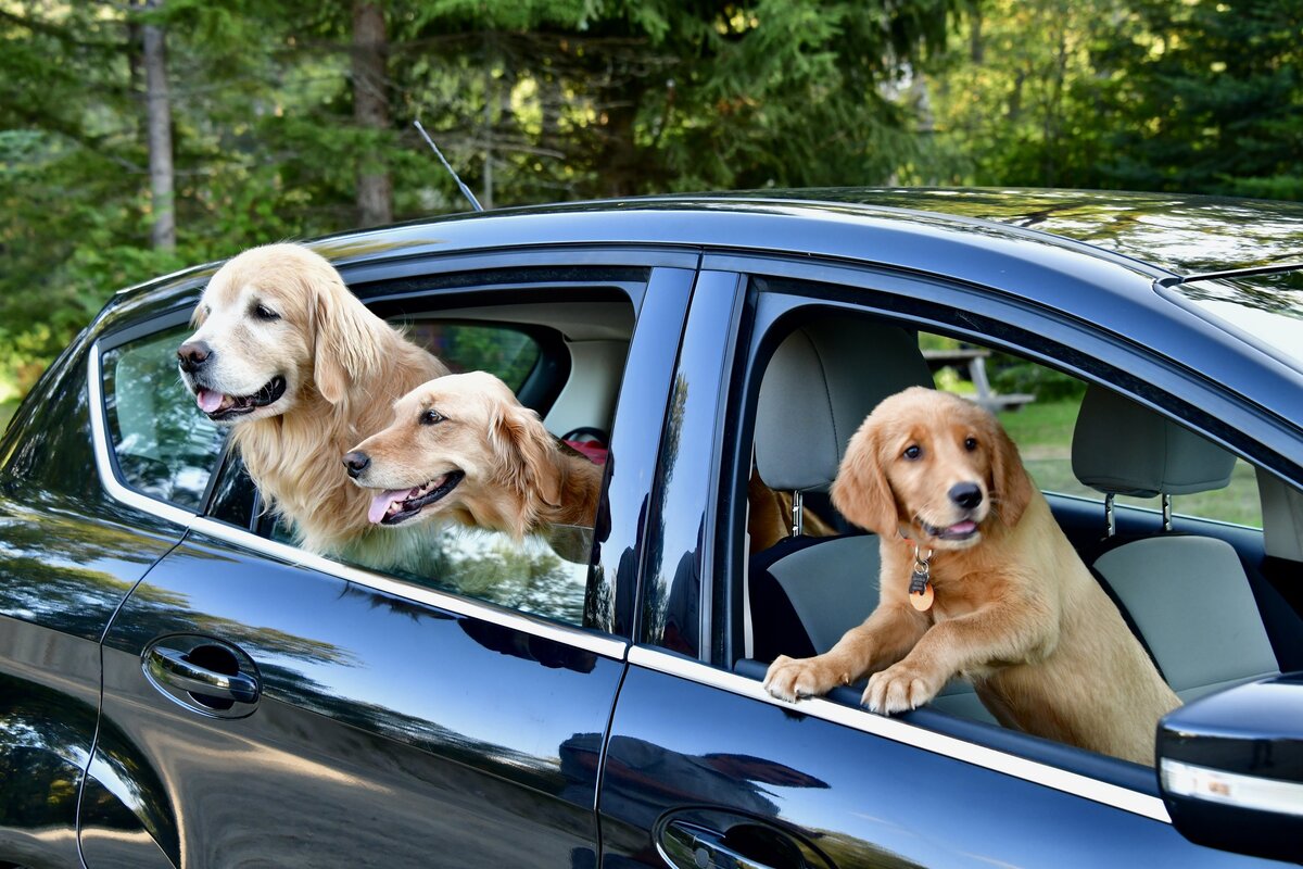 Pet Passengers. Фотография Tom Driggers. https://www.flickr.com/photos/24580165@N03/52314060523/