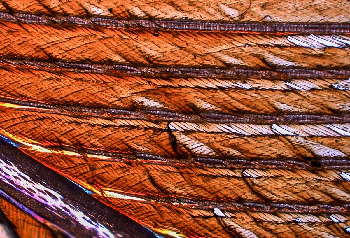    Изображение под микроскопом показывает, как воздействие масла заставляет перьевые структуры, известные как бородки, слипаться, а не сцепляться, образуя водонепроницаемый барьерDr. Richard Unitt, School of Biological Earth and Environmental Science, UCC