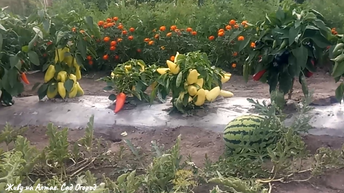 компактные кустики в середине грядки