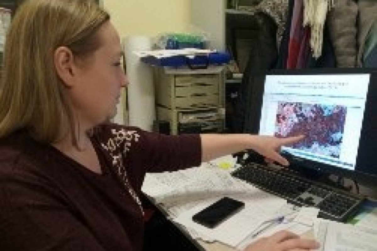    Отметки стрелами. Как тульские учёные исследуют растения Куликова поля?