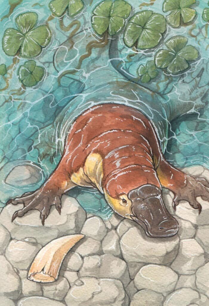    Новый вид, патагоринх, скорее всего, жил в воде / © Gabriel Lio