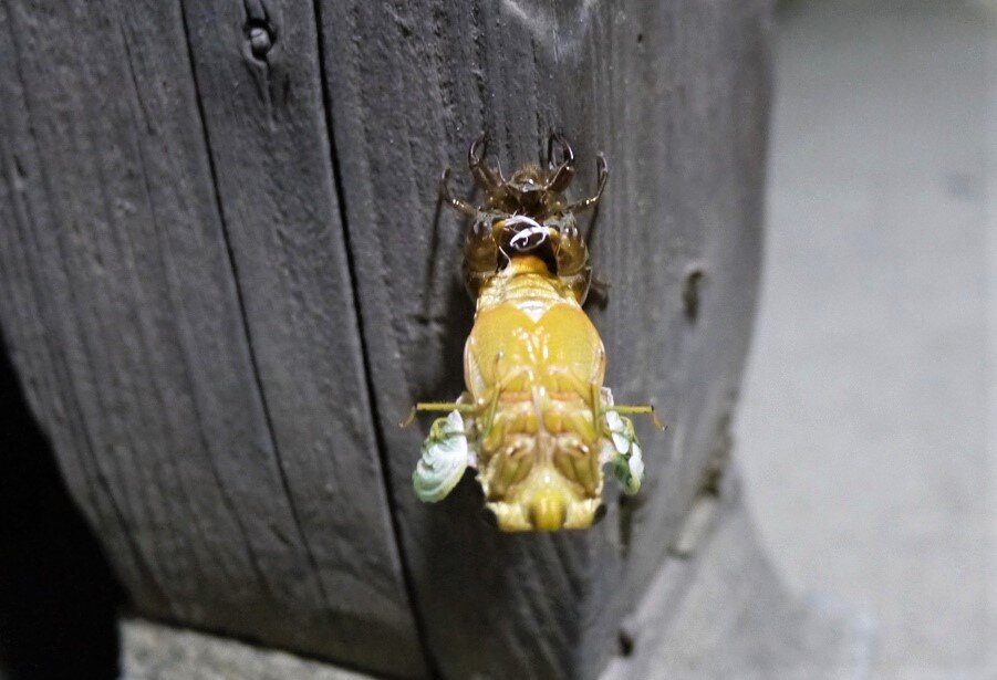 Рождение цикады