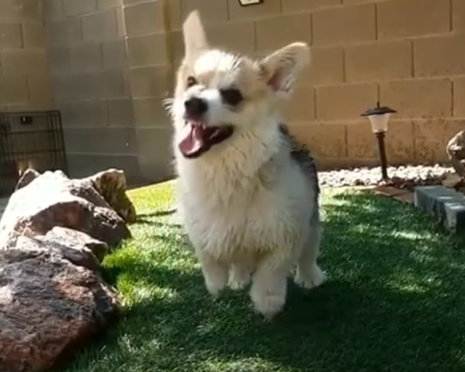 Щенки и собаки