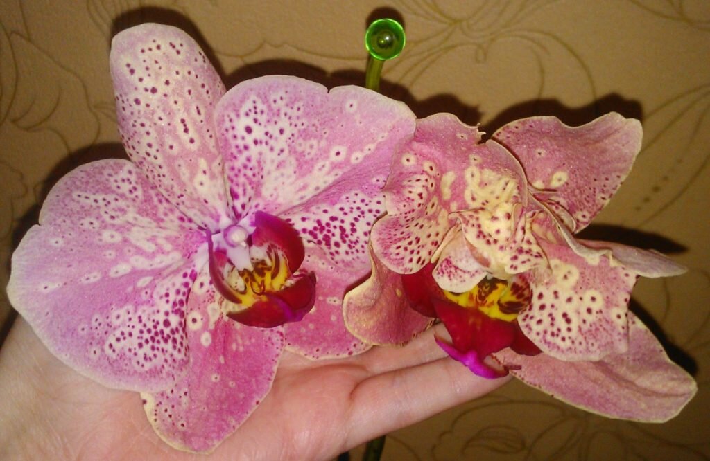 Орхидея фаленопсис: виды, сорта с фото и названиями