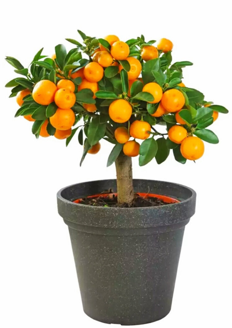 Цитрусовое деревце в горшке (фото из ткрытых источников)