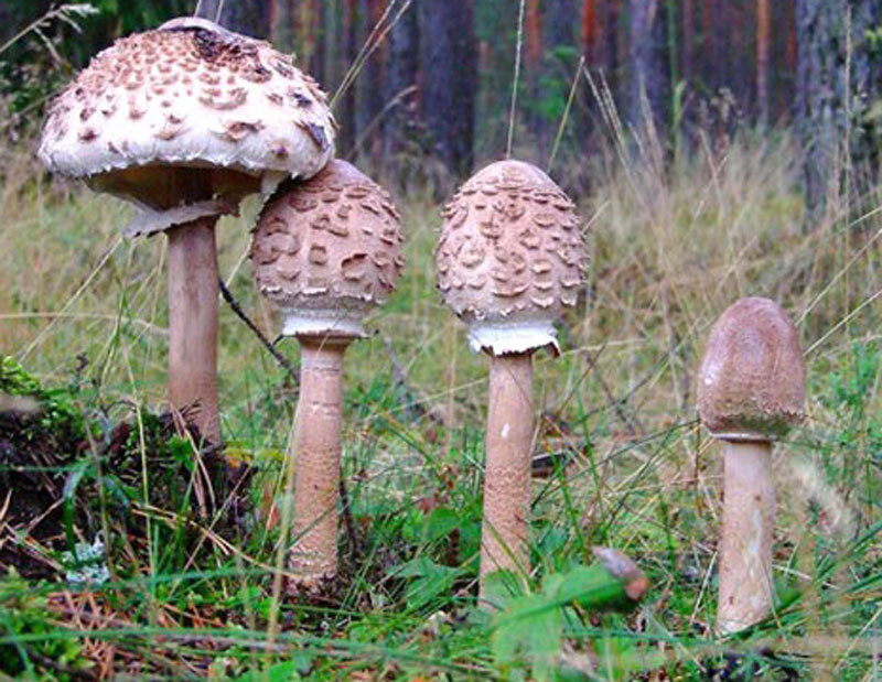 Как приготовить зонтик пестрый. Гриб-зонтик девичий (macrolepiota puellaris). Зонтичный гриб ( брэдли). Гриб зонтик курятник. Гриб-зонтик краснеющий.