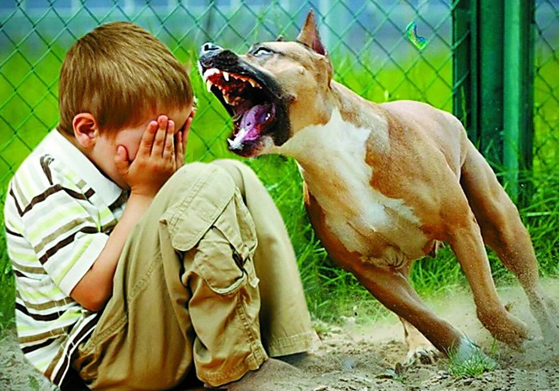 Нападение собак на ребенка