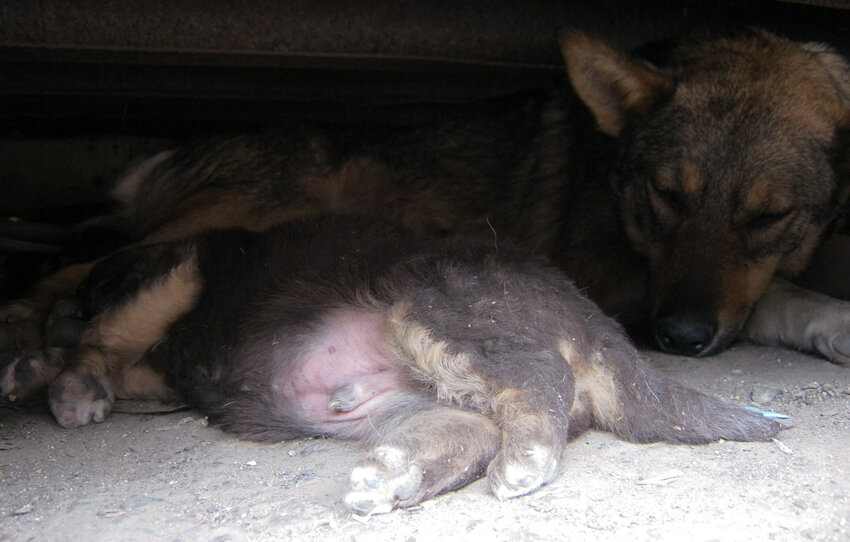 толстопузик