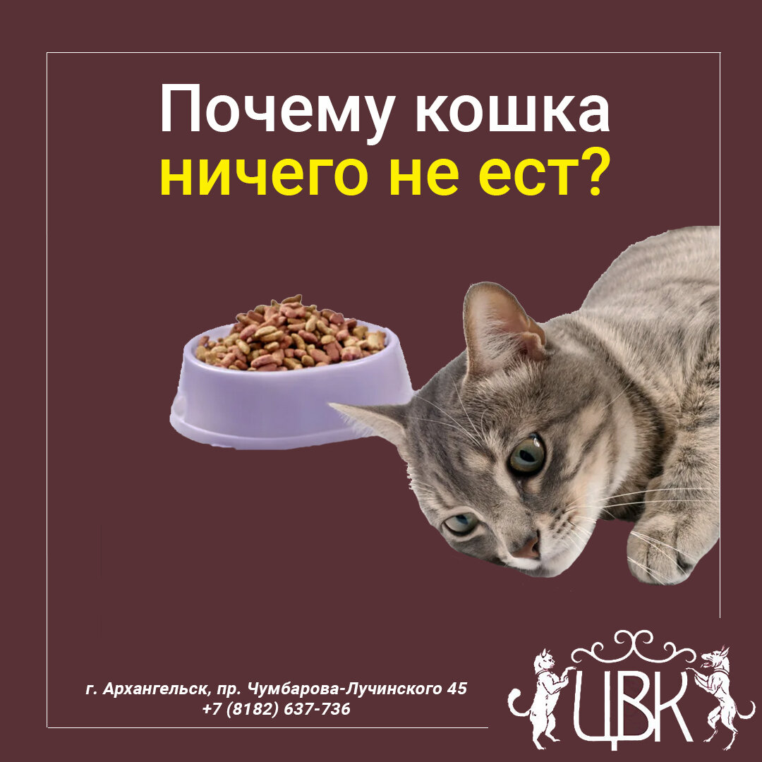 Кошка ничего не ест. Кошкам нечего кушать.