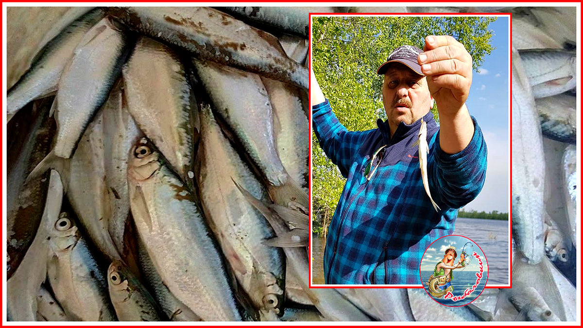 Красивая, шустрая и вкусная уклейка наших рек