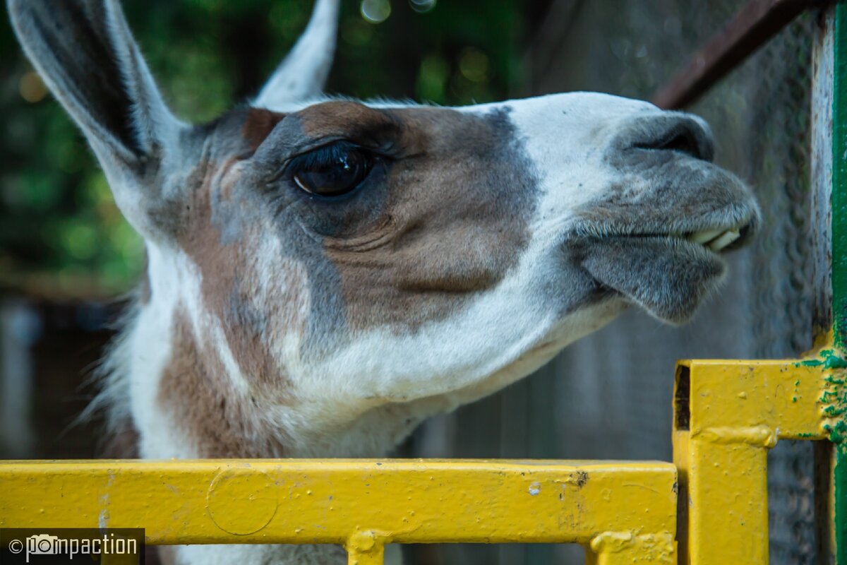 Лама-попрошайка