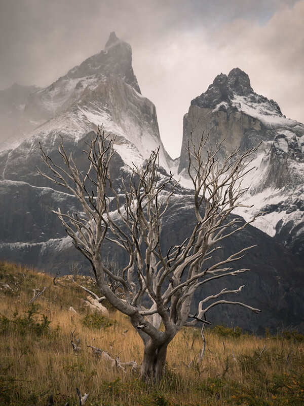 The Last Tree | Patagonia | Thomas Heaton
