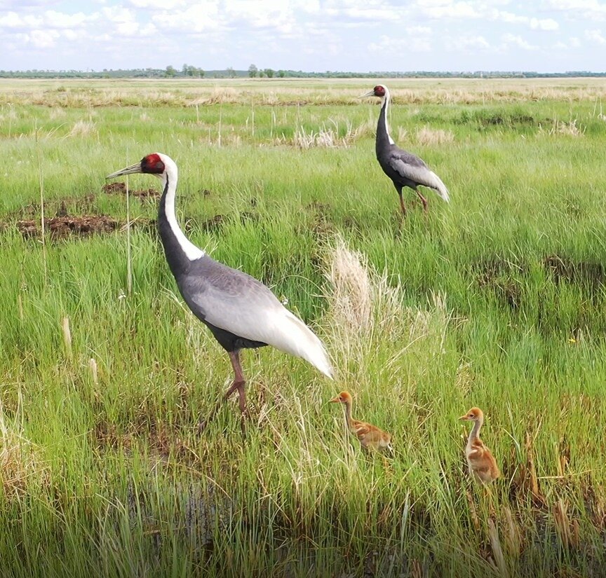 Очень милые фото журавлей с птенцами. И немного фактов. | WWF России | Дзен