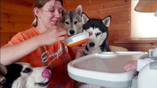 Хаски коба. Хаски дзен. Жизнь с 10 хаски. Жизнь с 10 хаски дзен. Ласка жизнь 10 хаски.