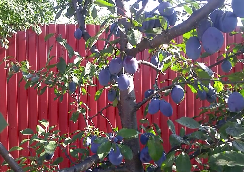 Фото сделано в 2020 г