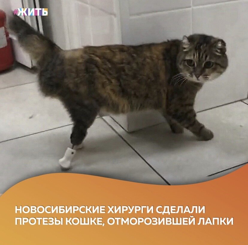 Кошке Василисе из Тобольска сделали в Новосибирске уникальную операцию - ей вживили протезы вместо задних лапок🙌

До этого она долго мучилась: зимой несколько дней провела на улице и так продрогла, что отморозила себе все лапки, так что их пришлось ампутировать😢

Кошку подобрали волонтеры и начали лечить. Ампутацию ей делали в клинике Тобольска, но если на передних удалось сохранить часть пальцев и подушечек, то задние удалось сохранить лишь частично. После этого она была в очень тяжелом состоянии😔

Прижились протезы даже лучше, чем ожидали врачи. Ходит Василиса еще медленно и неуклюже, но может прыгать. Причем достаточно высоко: на диван и кровать☺️

Как здорово, что операция прошла хорошо. Мы благодарны тем, кто помог животному снова передвигаться❤️

#жить #проектжить #добро #животные