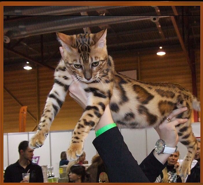 Красавчик. Фото автора