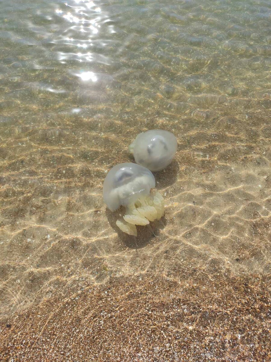 змеи в азовском море