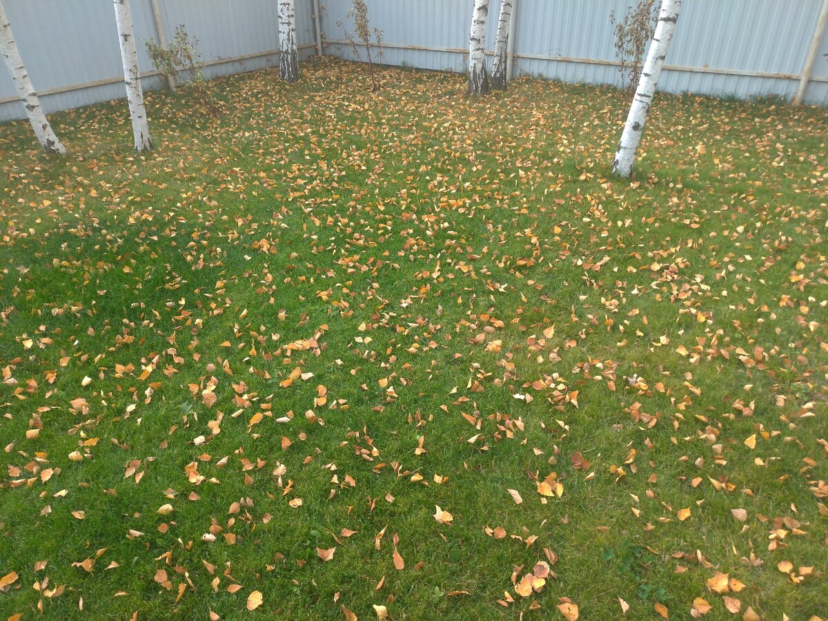 Будем собирать листья тут. (Осень 2020).