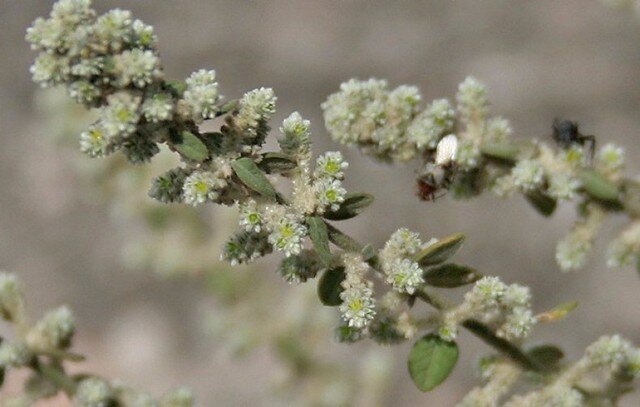 Фото из свободного источника