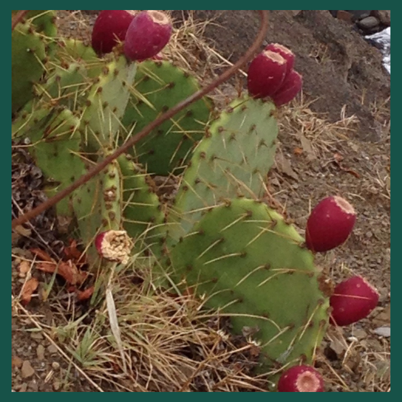 Чем-то похожи кактус и психика человека с негативными установками .