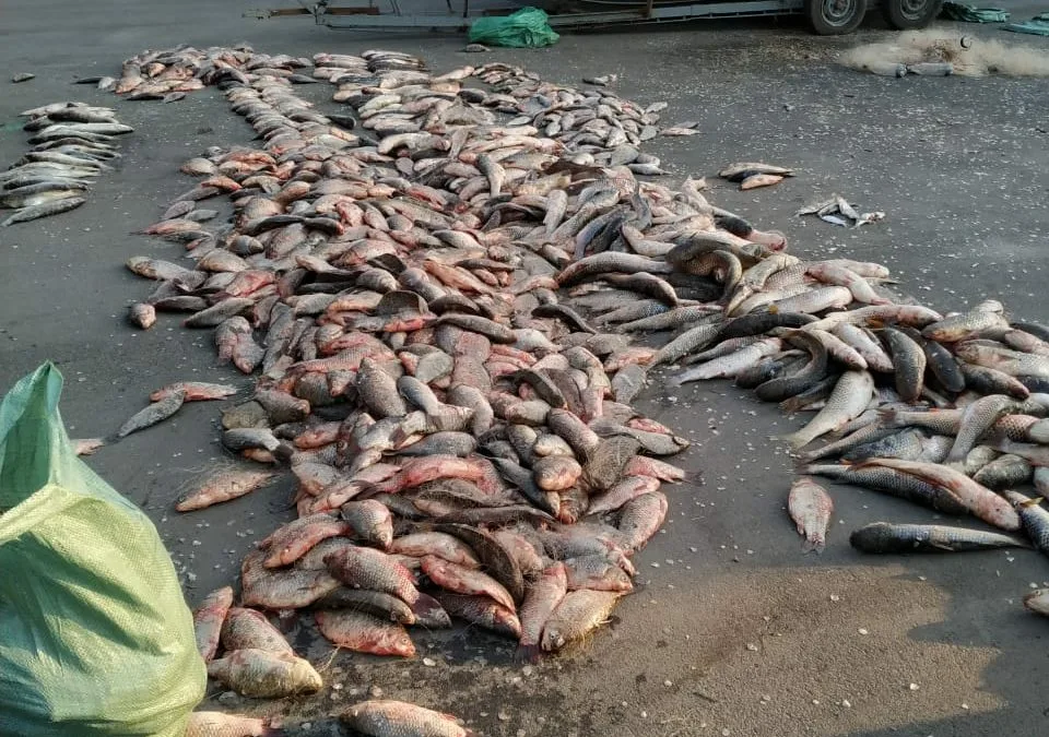 ВЫБРОШЕННАЯ ПОТРОШЕНАЯ КРАСНАЯ  РЫБА ! ВОТ БЫ ЕЕ НА ПРИЛАВКИ !