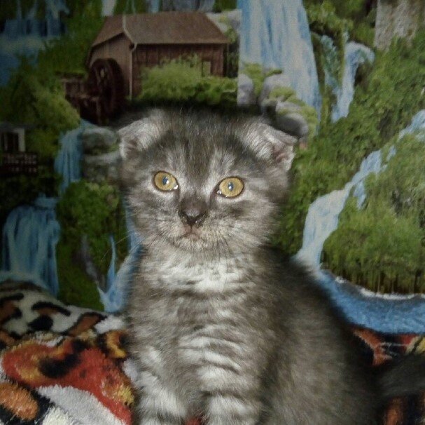 Алиса