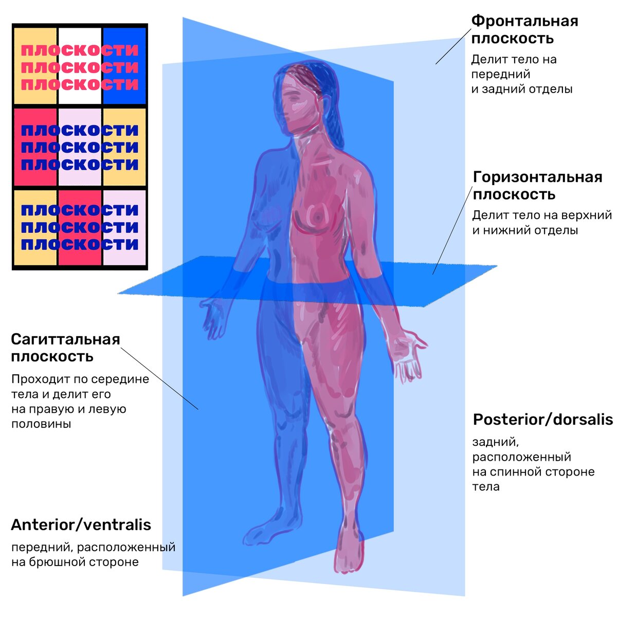 Эти три плоскости могут быть проведены через любую точку тела человека