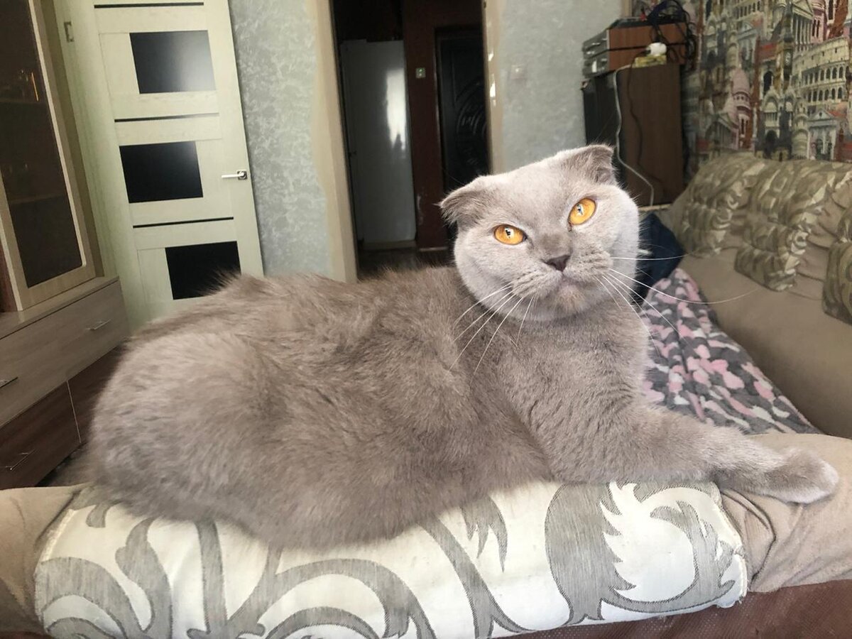 Это Шарлотта, знакомьтесь