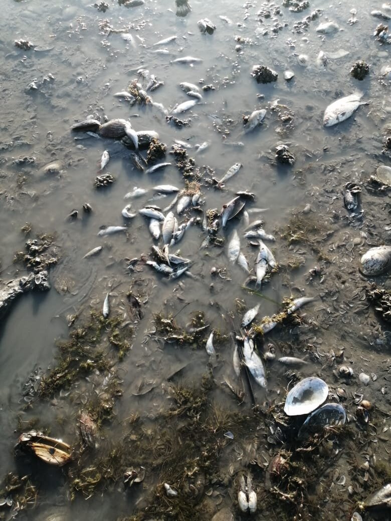 Спустили воду в волге