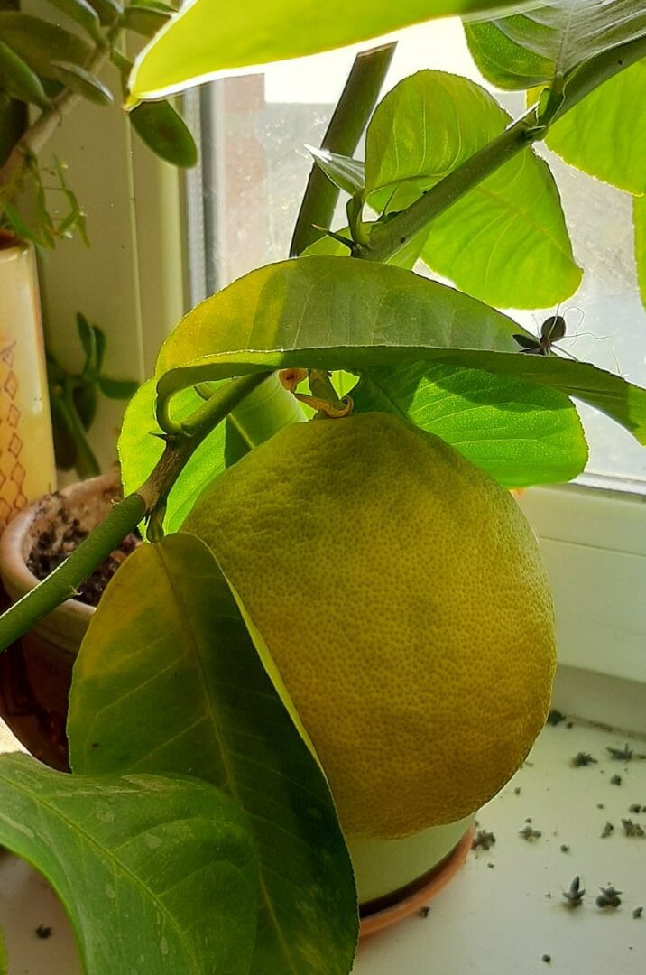 Вот она, Цель!