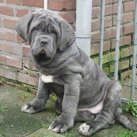 Маленький неаполитанский мастиф (фото из интернета)