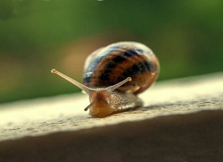 Обыкновенная садовая улитка дает драгоценную слизь. Фото с сайта Pixabay.com приведено для иллюстрации.