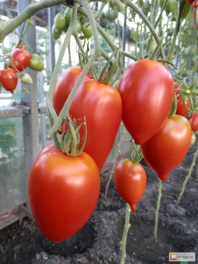 Семена томатов тарасенко