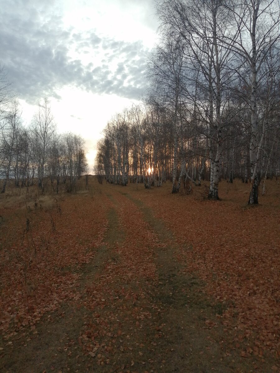 Вся краса берез на земле