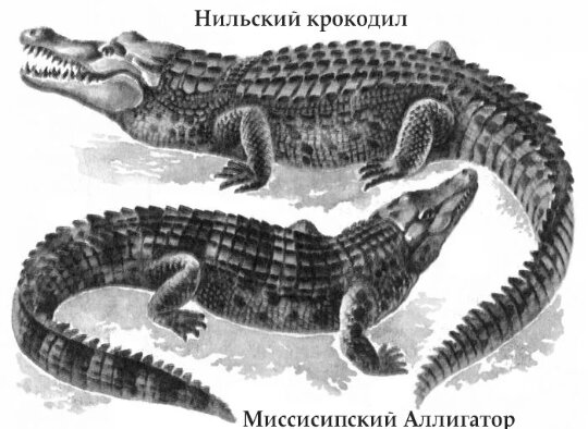 Размер у них разный