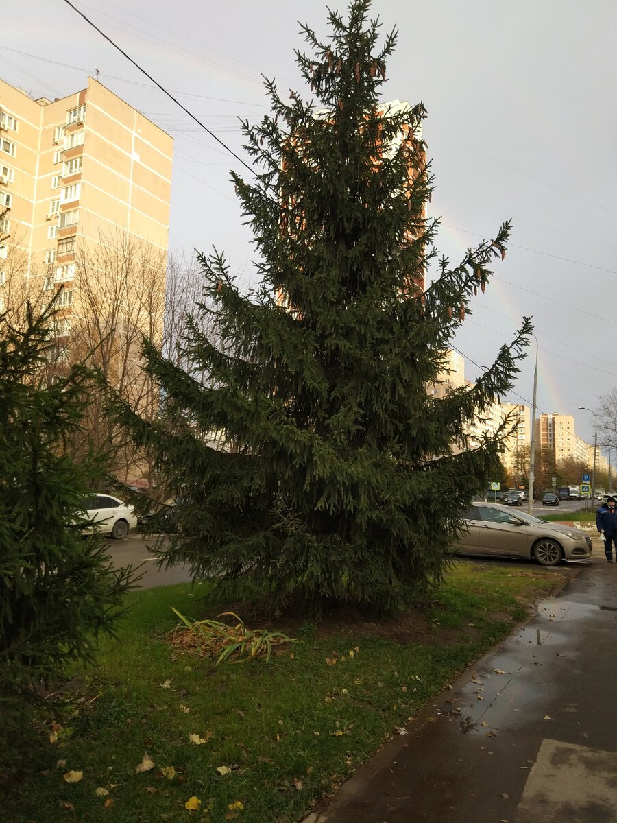 Просто ель. Прогулка моя. Фото моё.