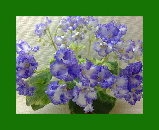 Сорт ЛE - Зоряне Сяйво. Изображение из открытых источников