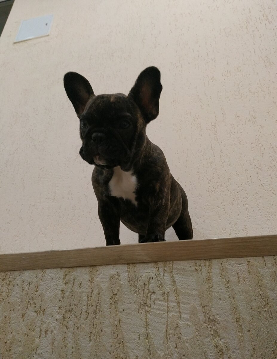 Французик...