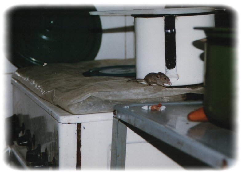 Фото из открытого источника