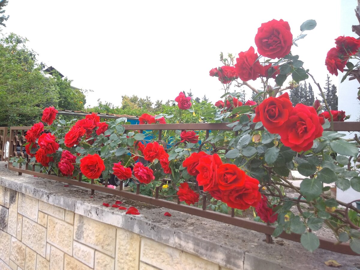 Весна в Кемере