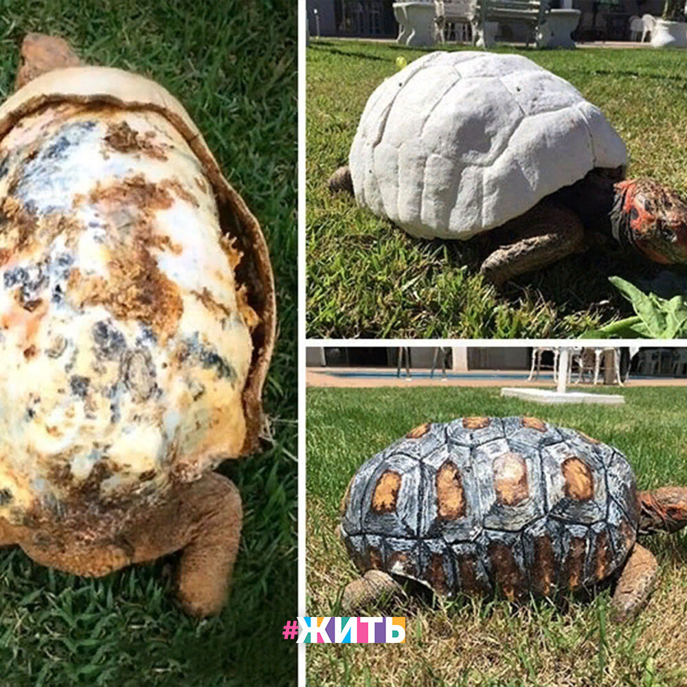 расколотый панцирь черепахи. разбитый панцирь черепахи. панцирь красноухой черепахи. из панциря черепахи. черепаха сбрасывает панцирь.