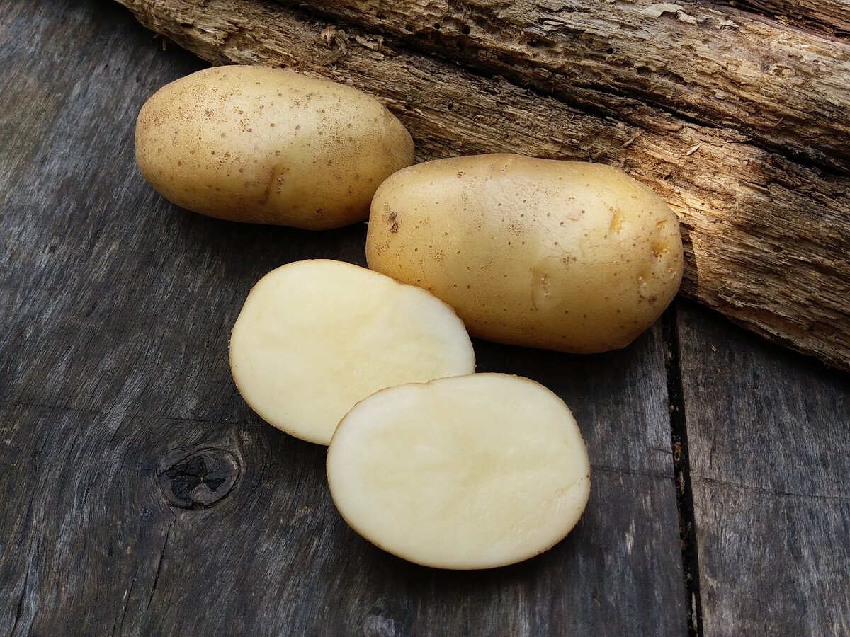 Картофель семенной сорт Невский